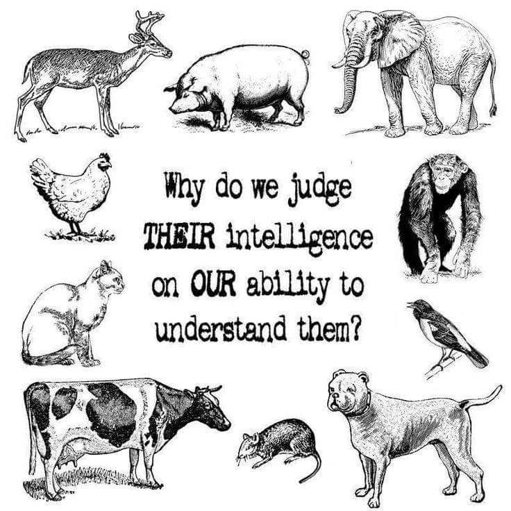 An illustration features various animals—deer, pig, elephant, chimpanzee, chicken, cat, cow, rat, dog, and bird—surrounding the text: “Why do we judge THEIR intelligence on OUR ability to understand them?” The message challenges anthropocentric thinking and encourages respect for non-human animals regardless of human perception of their intelligence.