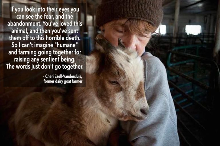 A former dairy goat farmer, dressed in a wool hat and warm clothes, holds a young goat tenderly in a dimly lit barn. Her eyes are closed and her expression is one of sorrow and affection. A quote overlays the image: *“If you look into their eyes you can see the fear, and the abandonment. You’ve loved this animal, and then you’ve sent them off to this horrible death. So I can’t imagine ‘humane’ and farming going together for raising any sentient being. The words just don’t go together.”* — Cheri Ezell-Vandersluis, former dairy goat farmer.