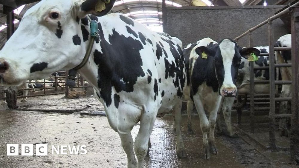 Farmer injected cows to fake TB result for compensation