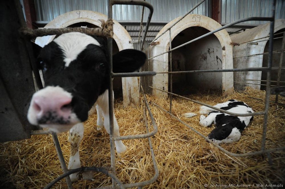 The image depicts a black and white calf standing inside a barn, peering through a metal fence. Behind them, another calf is lying on a bed of straw inside a small, dome-shaped shelter. The barn is equipped with several such shelters, all arranged in a row. The setting conveys a sense of confinement and agricultural setting.