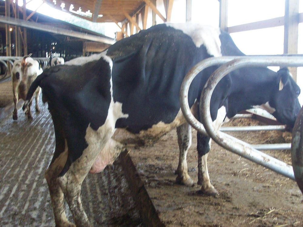 The cow in the image appears to be emaciated, showing visible signs of undernourishment as their ribs and hip bones are quite pronounced.