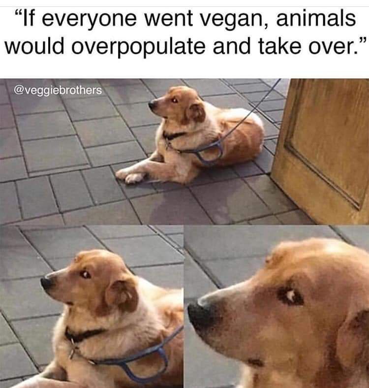 Three-panel meme showing a dog giving side eye.
Top caption reads: “If everyone went vegan, animals would overpopulate and take over.”
Panel 1: the dog lies on the pavement, looking ahead.
Panel 2: closer view as the dog turns their head slightly.
Panel 3: tight zoom on the dog’s head, showing a sharp side-eye expression of scepticism.
