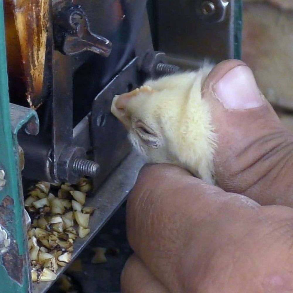 A close-up photo showing a person forcefully holding a baby chick against a metal debeaking machine. The chick’s beak is being burned and sliced off by the hot blade. Scattered pieces of severed beaks are visible below the machine. The image highlights the standard, painful mutilation inflicted on chicks in the egg industry.