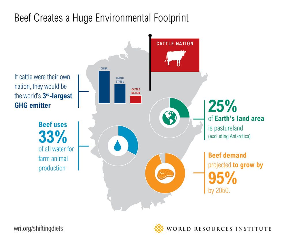 Alt text: Infographic titled “Beef Creates a Huge Environmental Footprint” from the World Resources Institute. It shows that if cattle were their own nation, they would be the world’s 3rd-largest greenhouse gas emitter, after China and the United States. Beef uses 33% of all water for farm animal production. 25% of Earth’s land area (excluding Antarctica) is pastureland. Beef demand is projected to grow by 95% by 2050.
