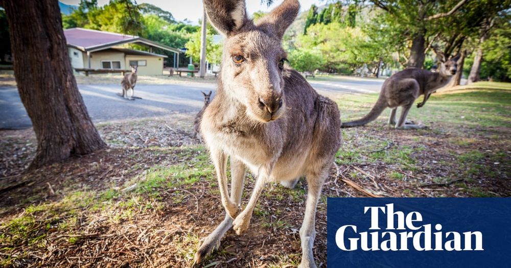 Killing kangaroos could be banned in metro Melbourne in plan hailed as ‘step in the right direction’