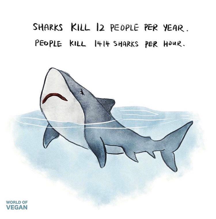 Illustration of a sad shark floating in water. The text above the shark reads: "Sharks kill 12 people per year. People kill 1,414 sharks per hour." The artwork is simple, with soft watercolours, and is signed with "World of Vegan" in the bottom left corner.