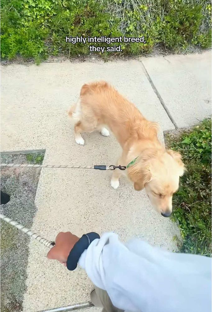 TikTok video by Funny.dog0515