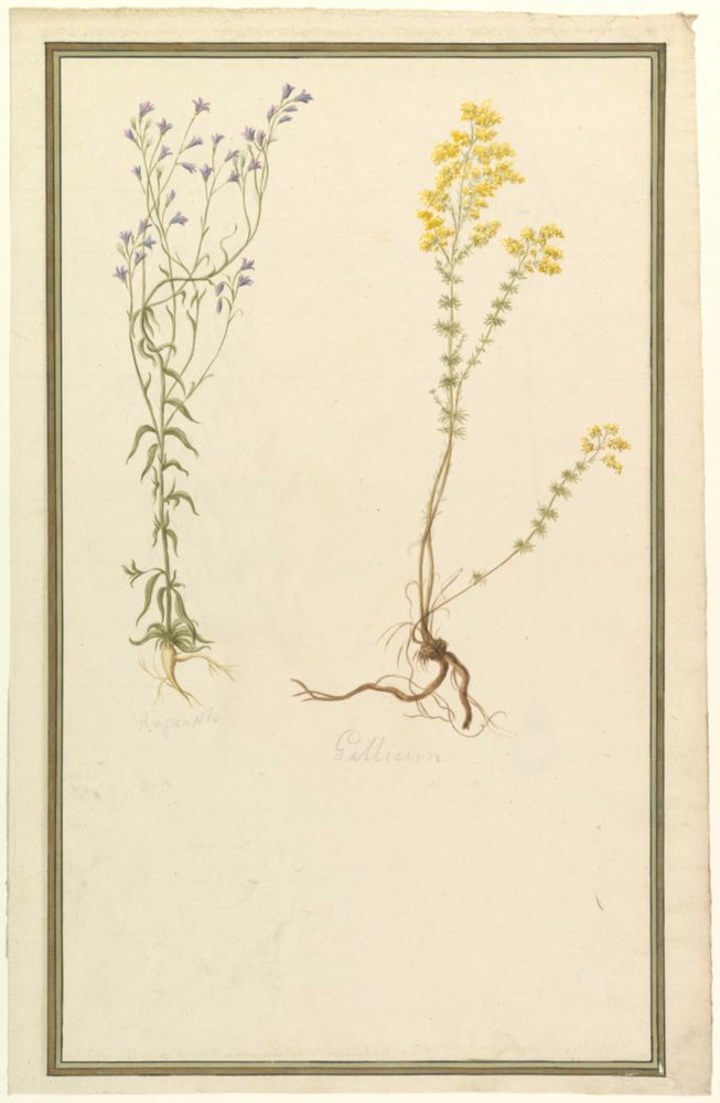 Botanical Studies, Metropolitan Museum of Art, New York, NY