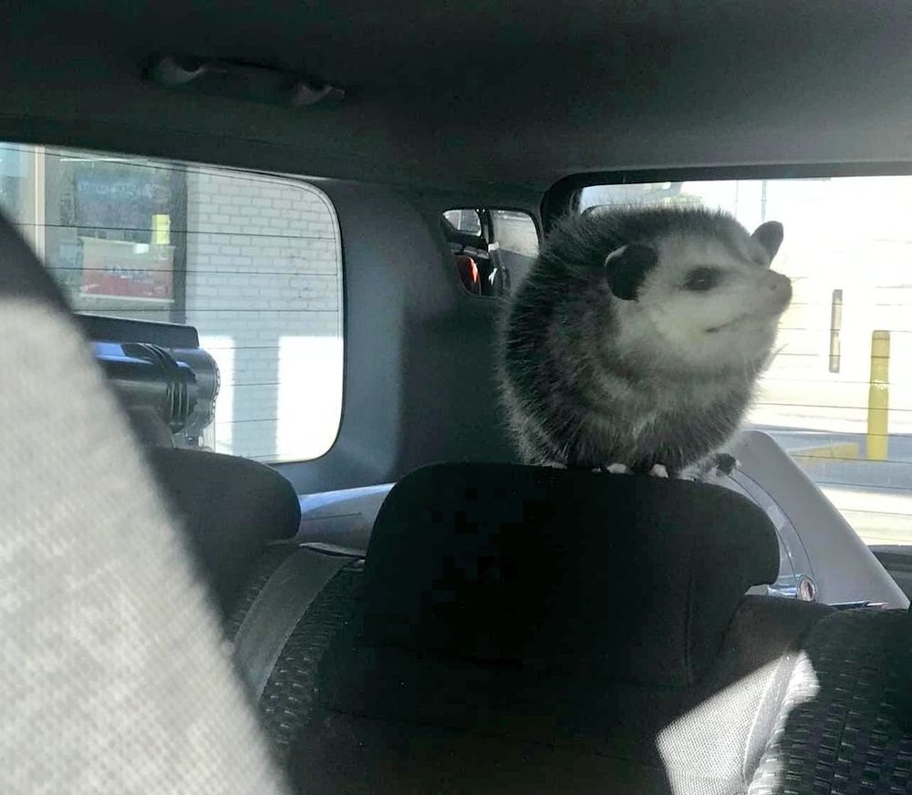 An opossum is your lyft passenger
