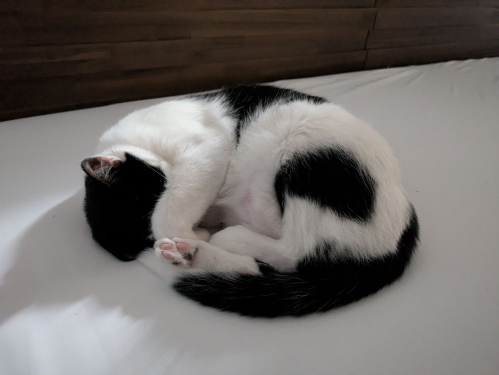 A photo of a black and white medium hair cat curled up on a bed