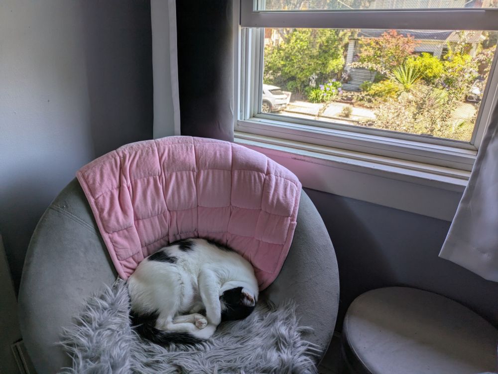 A photo of a black and white medium hair cat curled up on a fluffy chair next to an open window