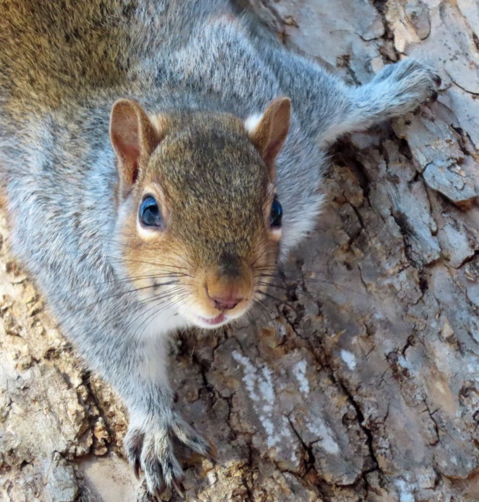 gray squirrel on tree, looking at camera 