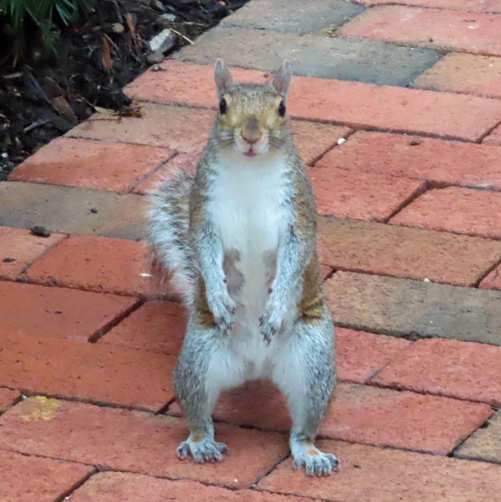 gray squirrel on two legs 