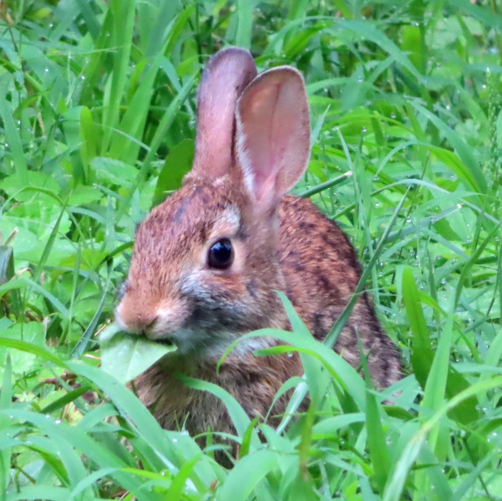 small bunny nomming a leaf 