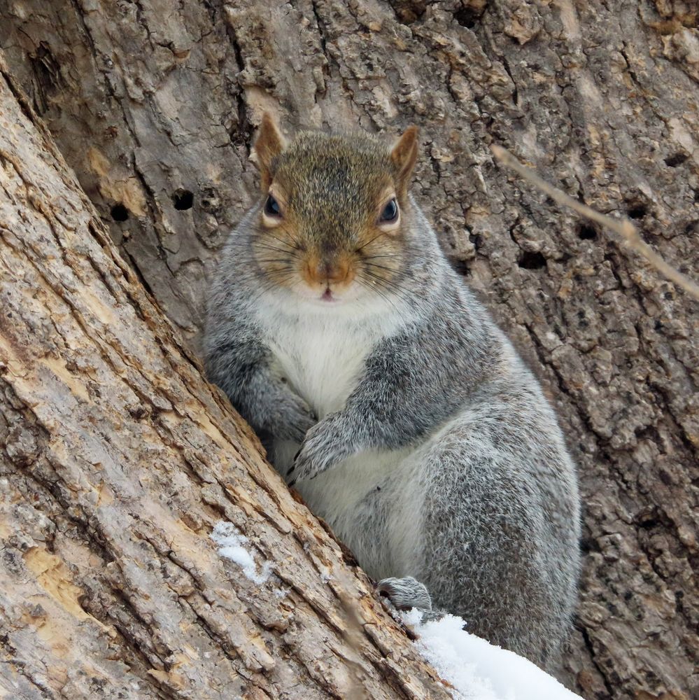 gray squirrel looking directly at camera 