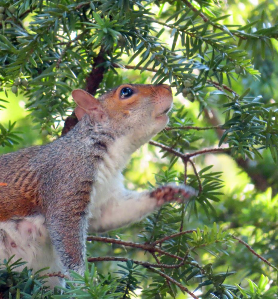 gray squirrel inspecting evergreen buds 