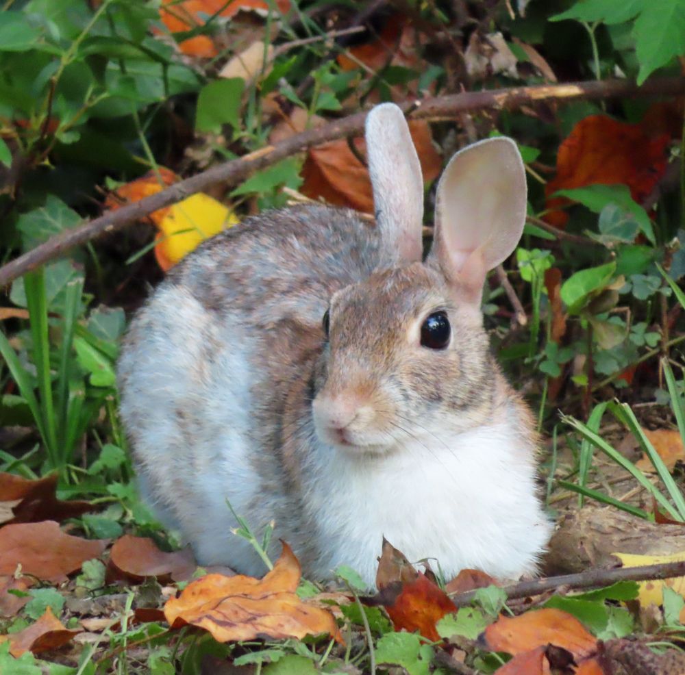 beautiful cream bunny in grass and leaves 