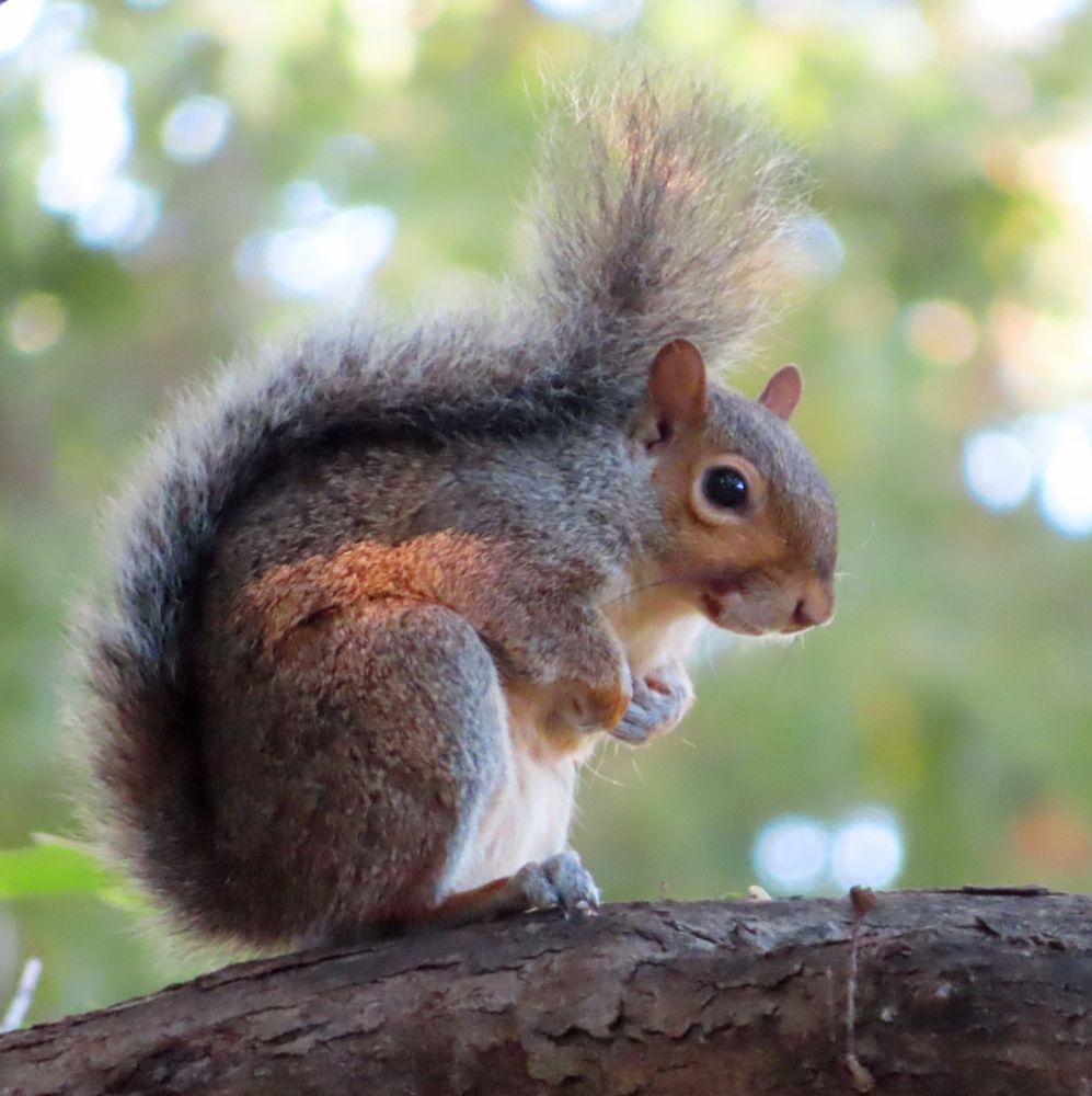 gray squirrel on branch 