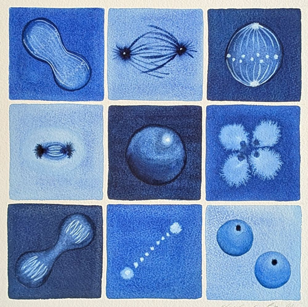 grid of 9 squares with mitosis images in blue watercolor 