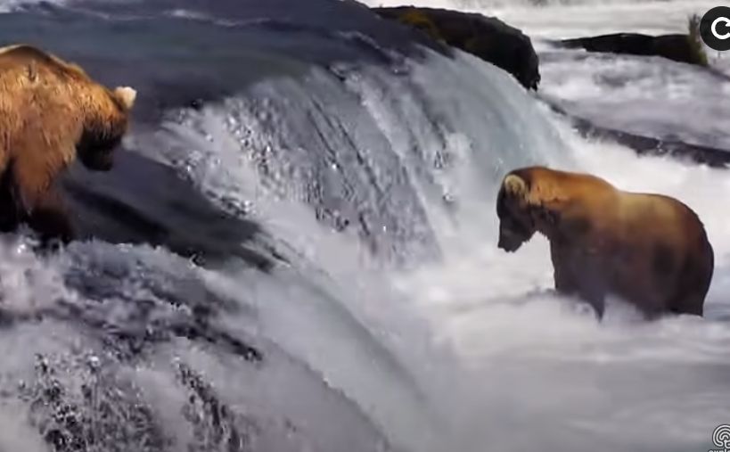 2 brown bears at a waterfall 