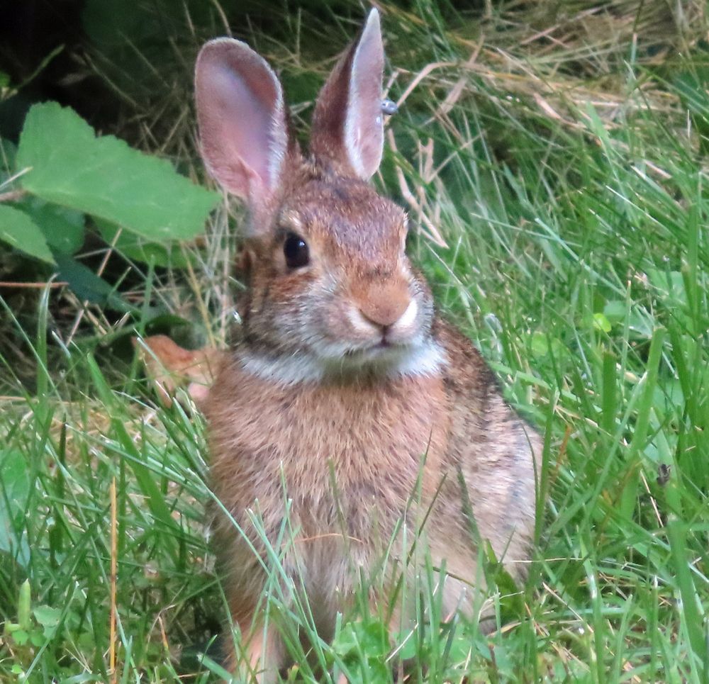 small bunny frowning 