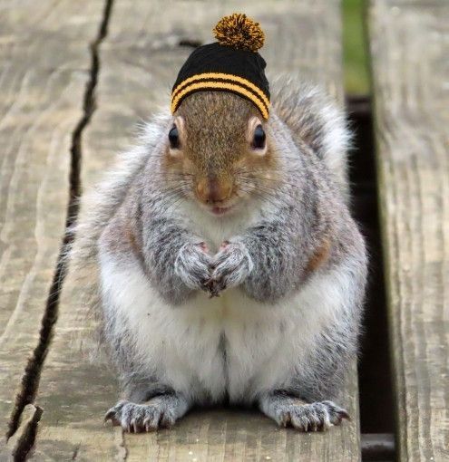Squirrel with black and gold hat