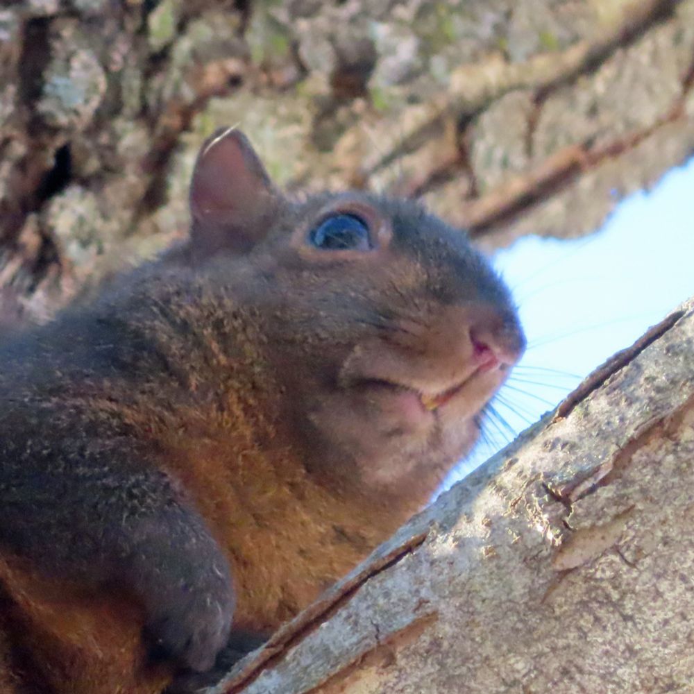 brown squirrel in tree, looking disapproving