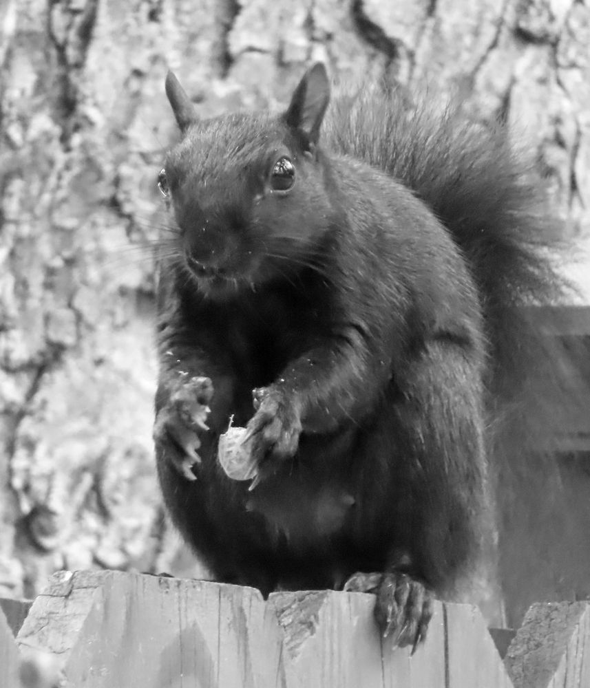 squirrel dropping a nut 