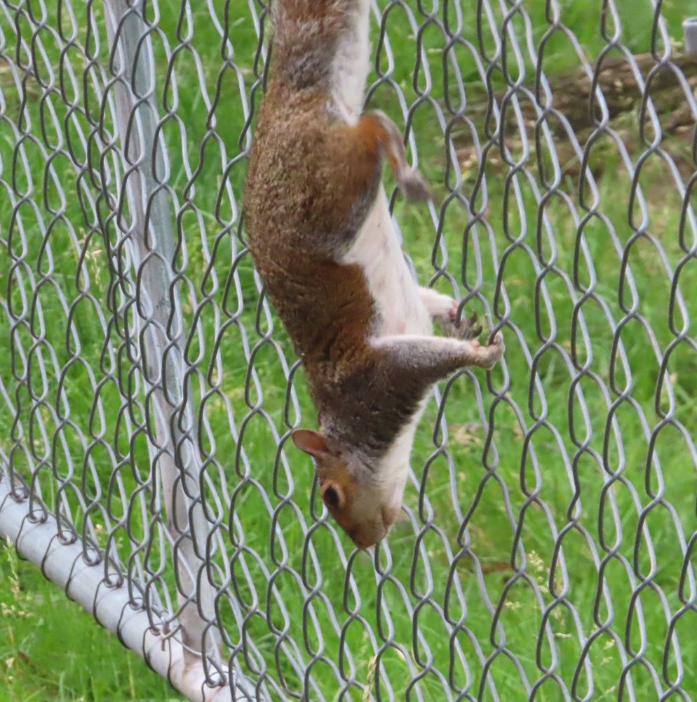 gray squirrel climbs down chain-link fence 