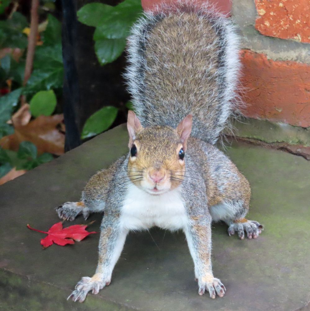 gray squirrel with legs splayed out 