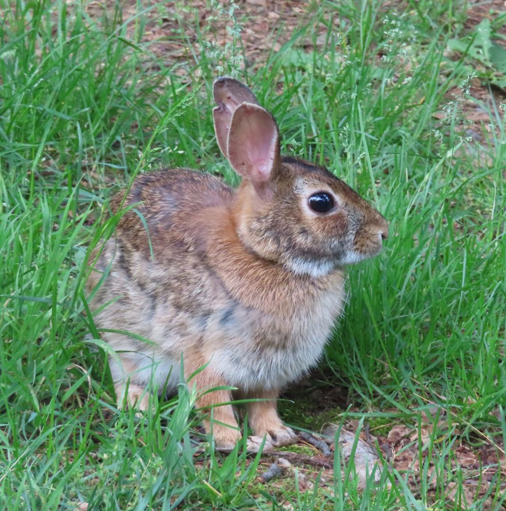 brown bunny in green grass 