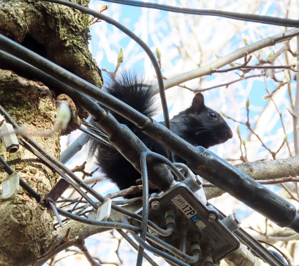 squirrel sitting atop a tangle of power lines 