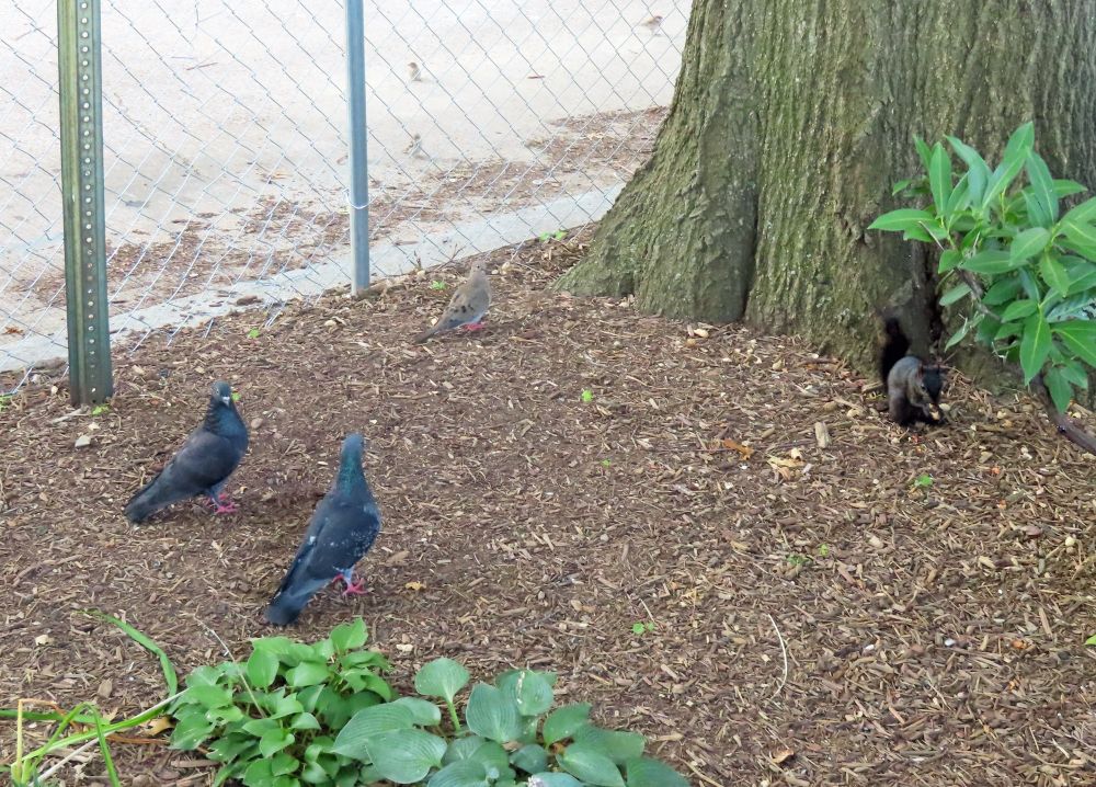 2 pigeons and a mourning dove watch a squirrel eat 