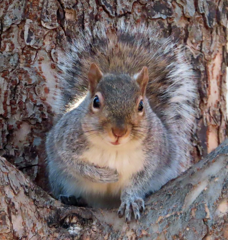 gray squirrel in tree, one paw tucked 