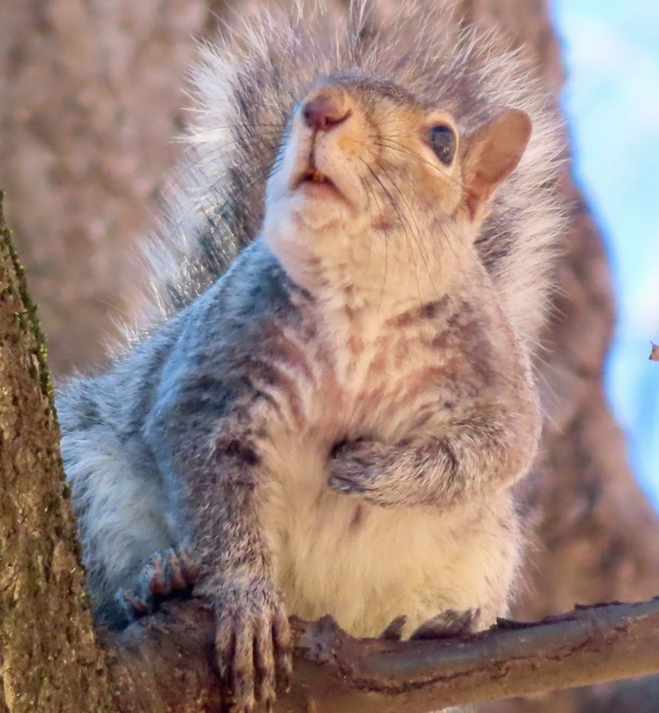 squirrel looking up with hand on chest 