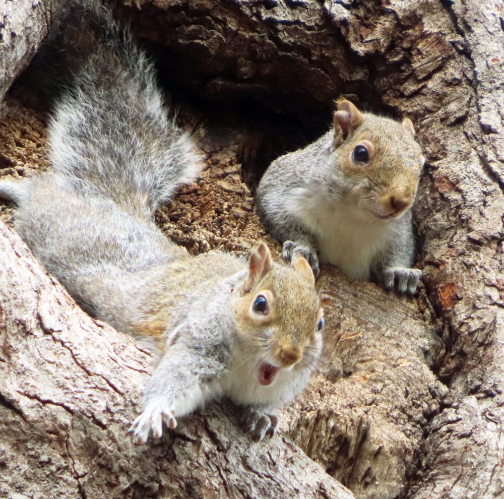 gray squirrel gestures in despair while another looks on 