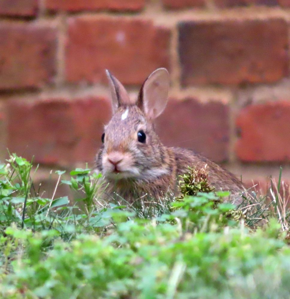 small brown rabbit in grass 