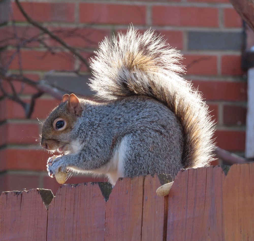 gray squirrel on wooden fence, sunlight on tail 