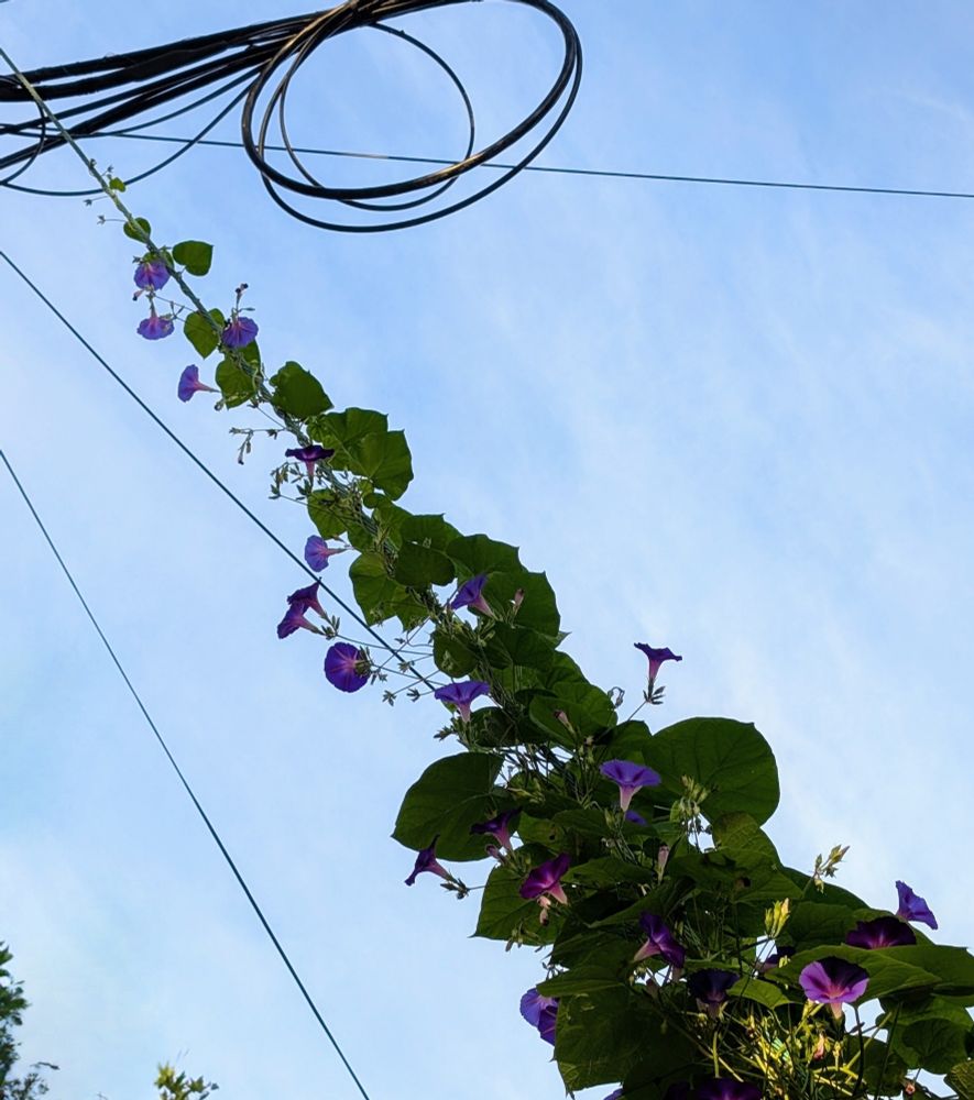 Purple flowers on a power line 