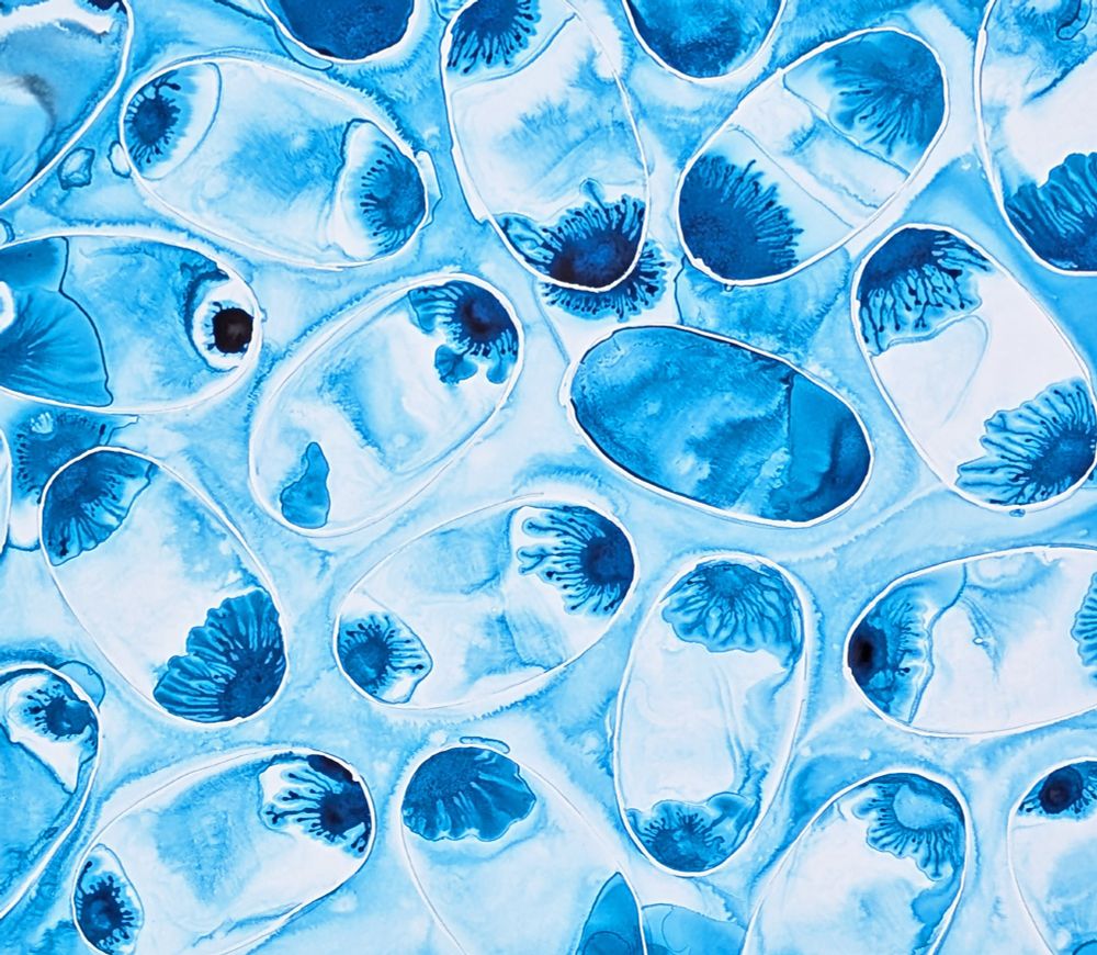 ink painting of drosophila embryos 