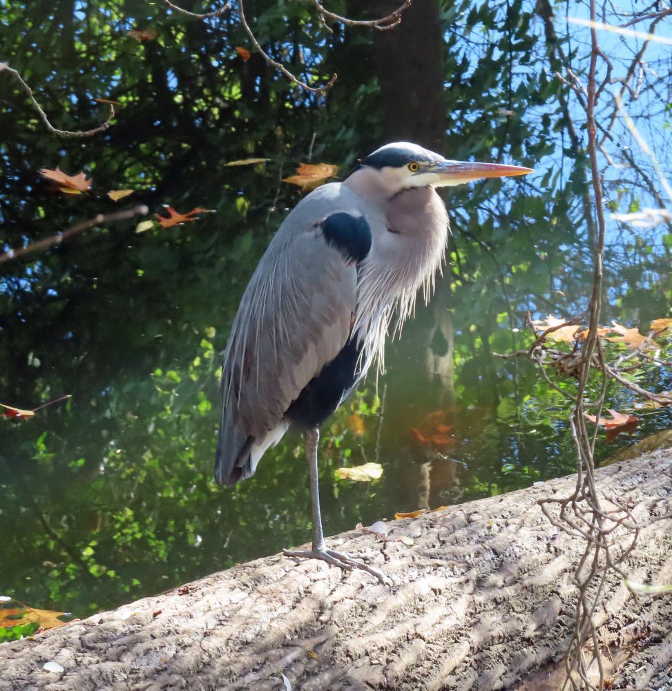 heron standing on a log in a creek 
