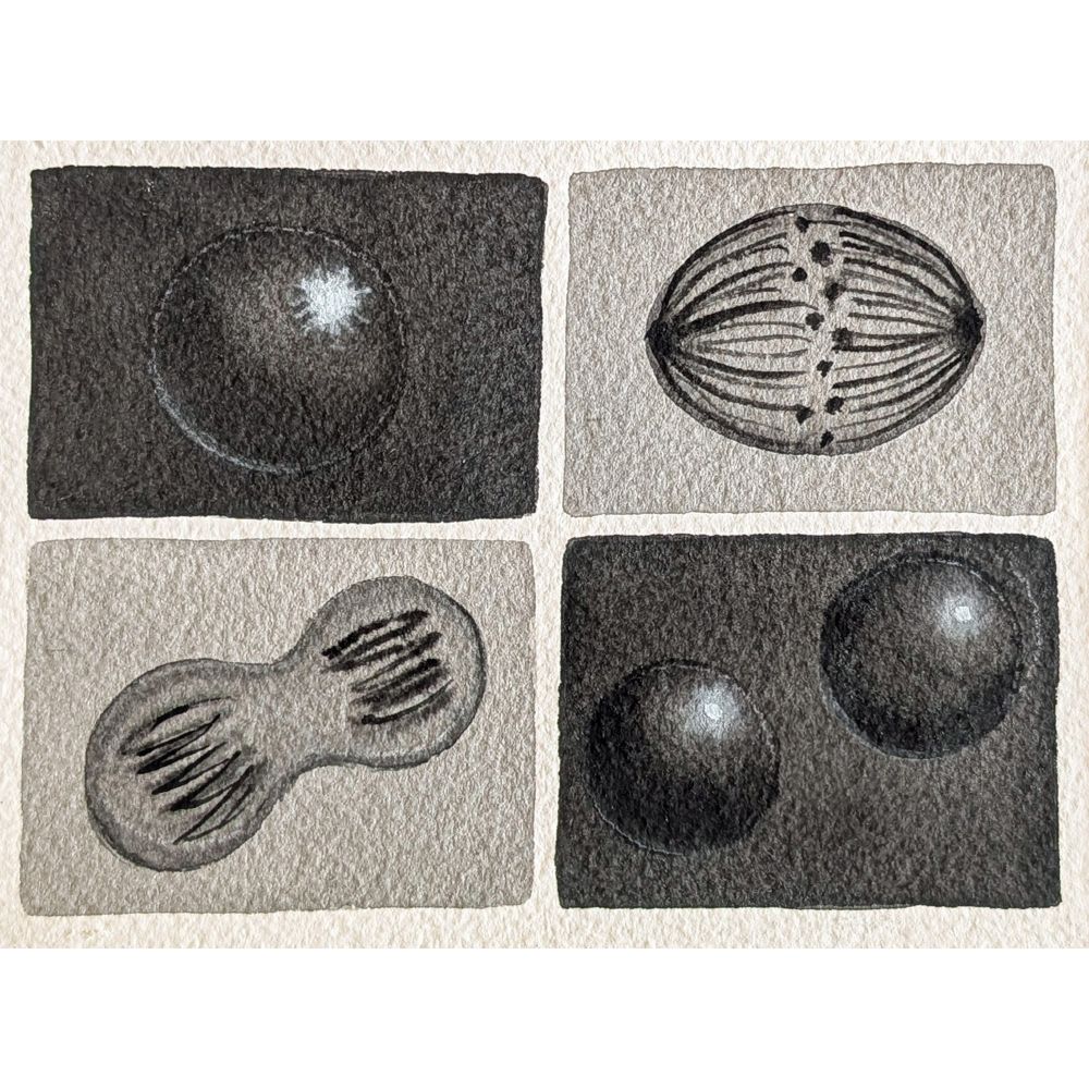 mitosis grid watercolor in black and white 