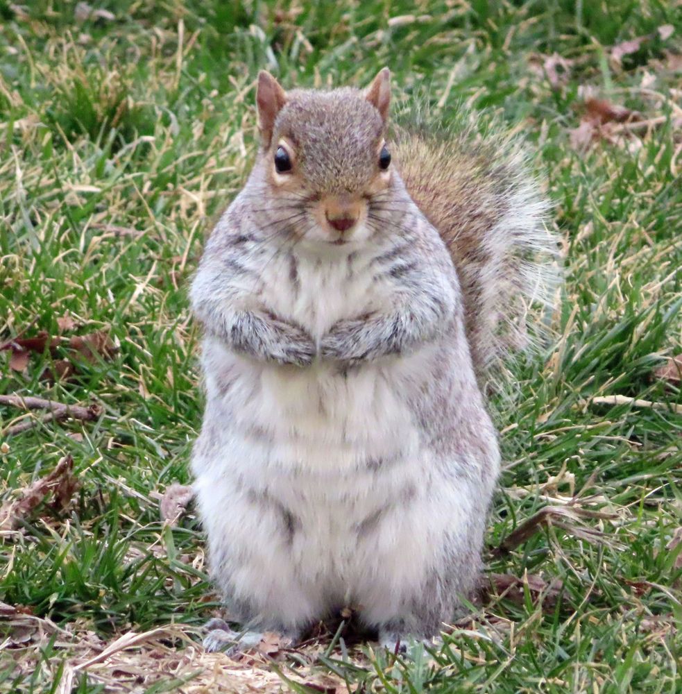 very fluffy gray squirrel, paws tucked 