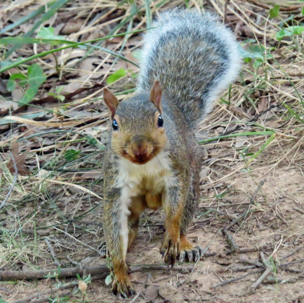 gray squirrel smiling