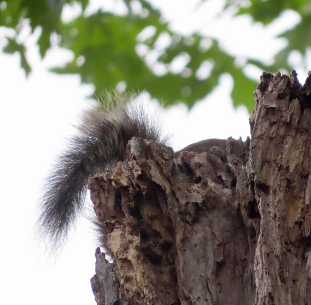 tree stump with squirrel tail visible 