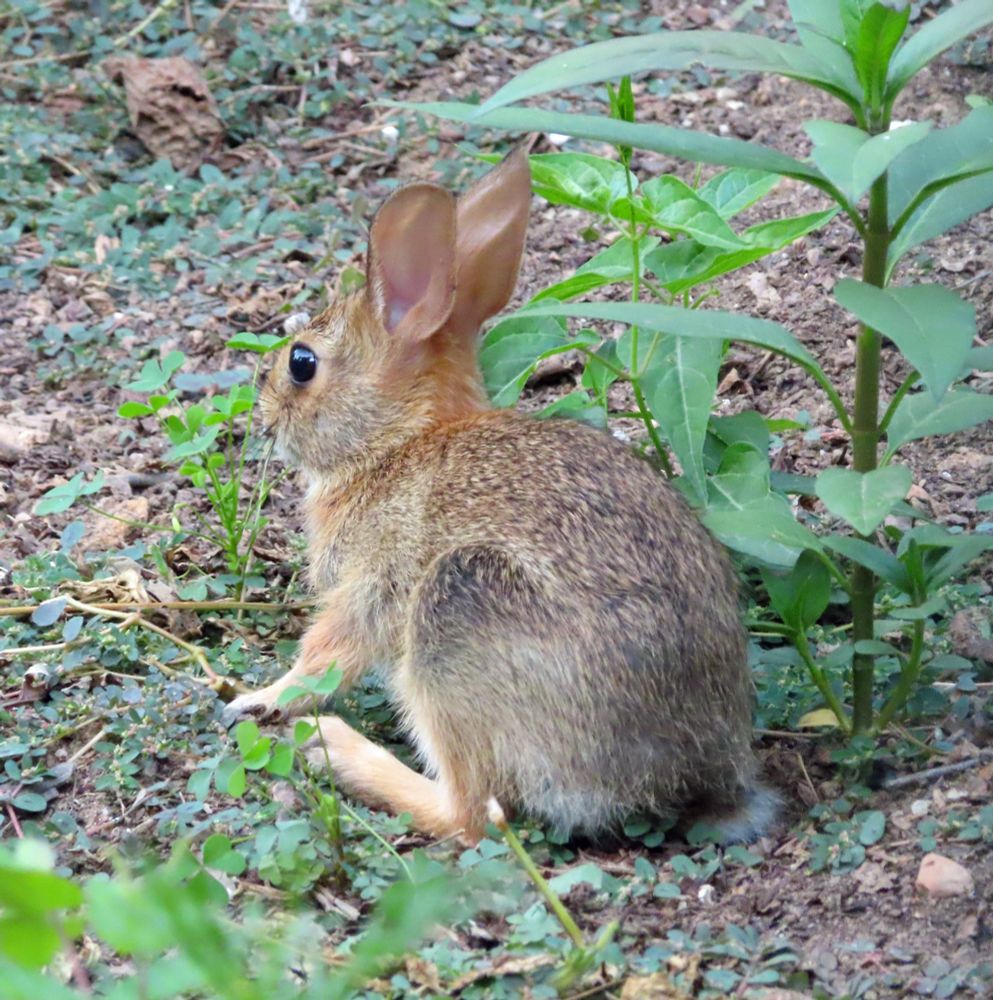 small bunny