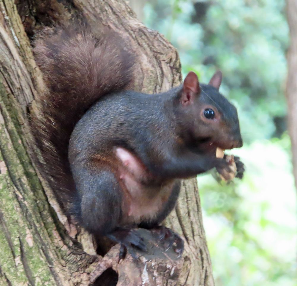 mom squirrel in tree with peanut 