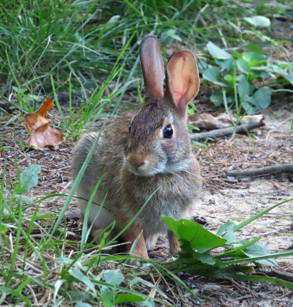 small brown rabbit in grass