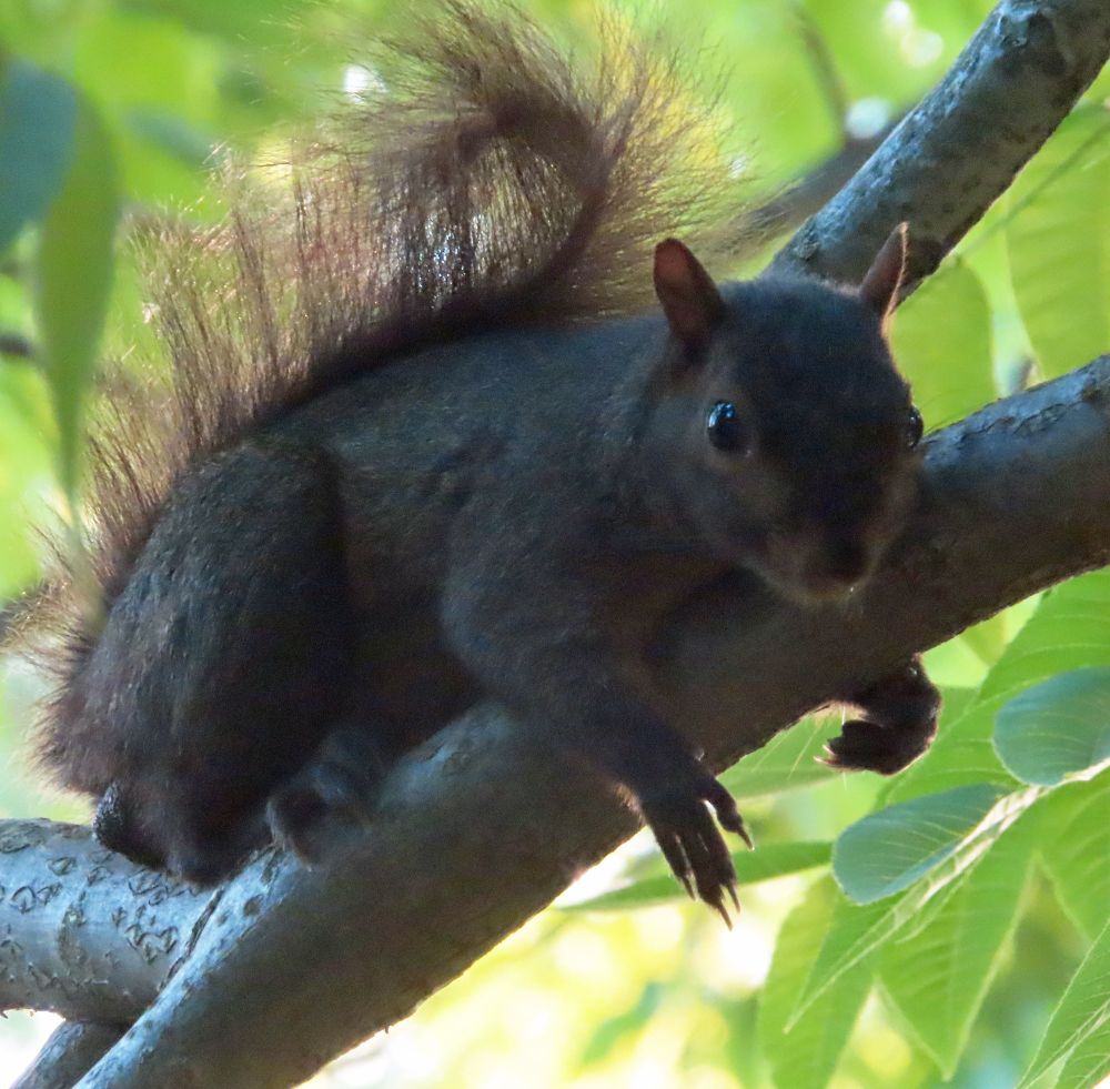 black squirrel resting on branch