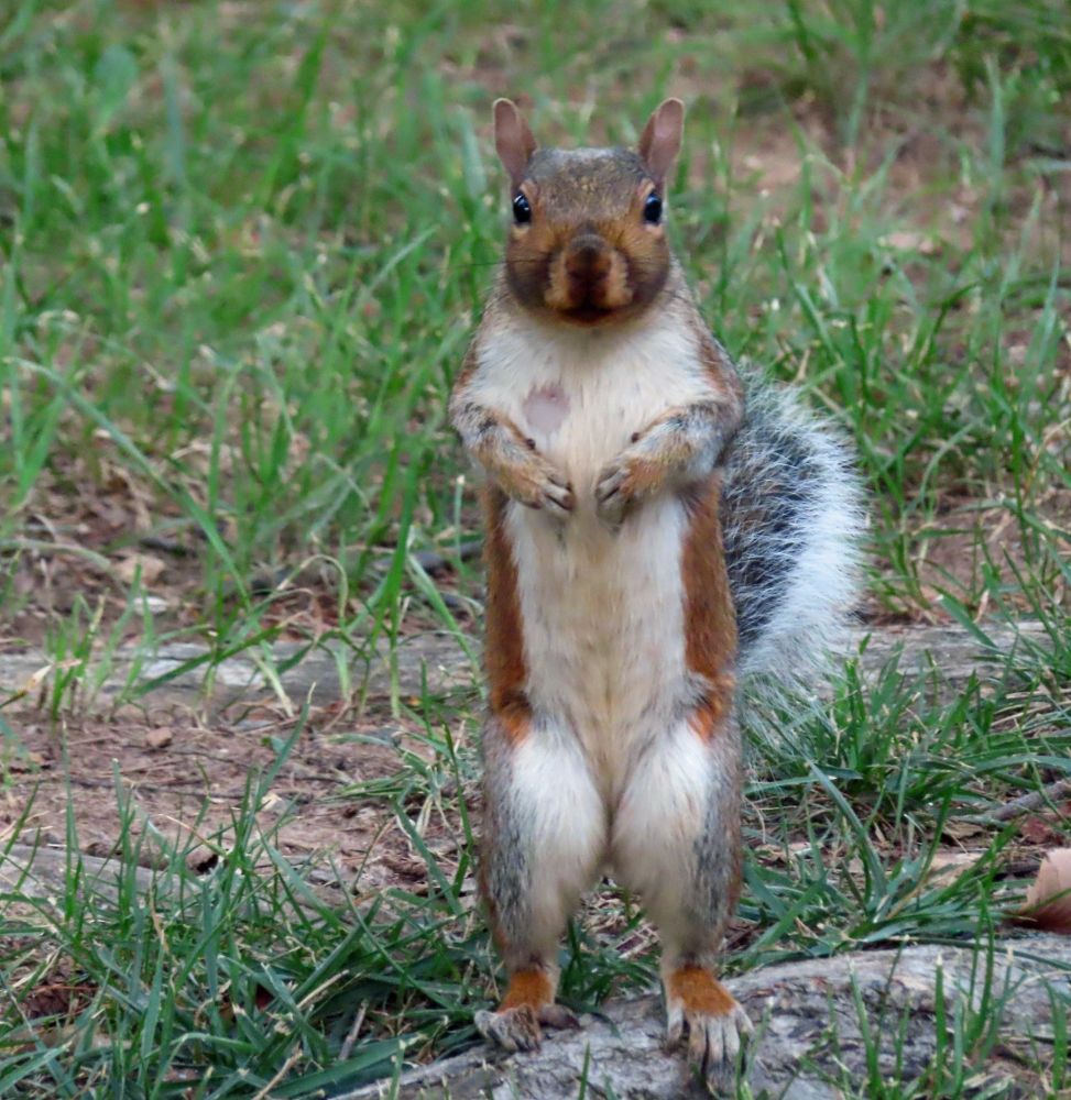 squirrel standing very tall, paws tucked